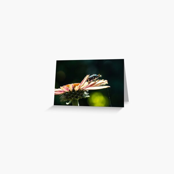 Beetle magic Greeting Card