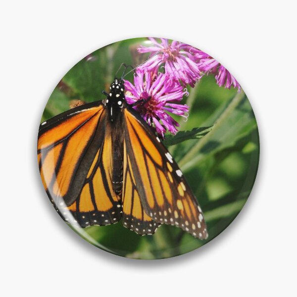 Artikelvorschau, Monarch auf Astern entworfen und verkauft von Debbie Oppermann.