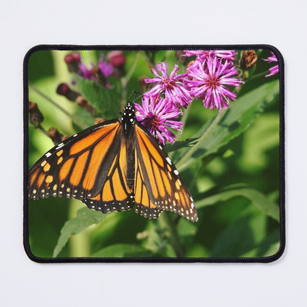 Item preview, Monarch On Asters designed and sold by Debbie Oppermann.