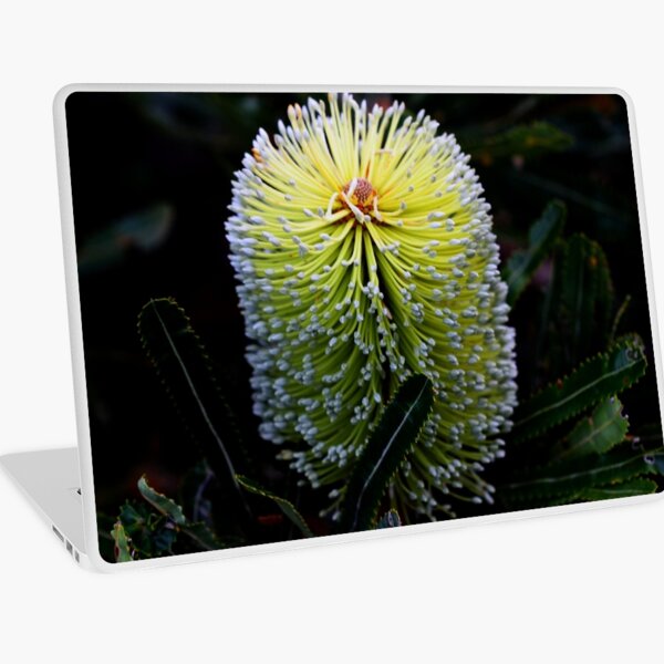 Banksia aemula Laptop Skin