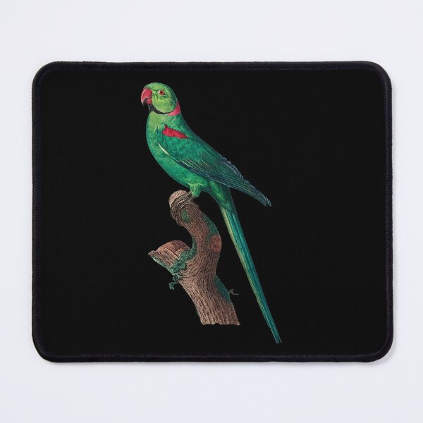Item preview, The Rose Ringed Parakeet Psittacula Krameri Parrot by Francois Levaillant designed and sold by NovisPets.