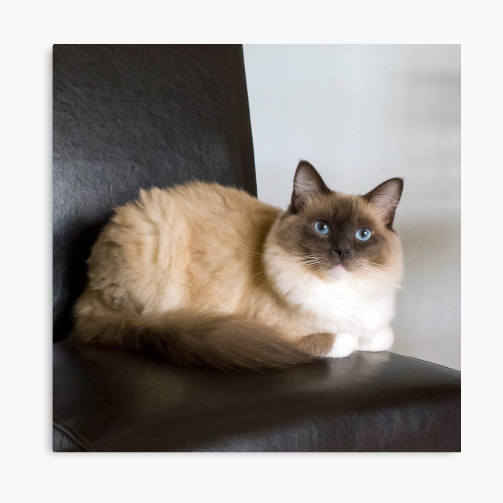 american rag doll