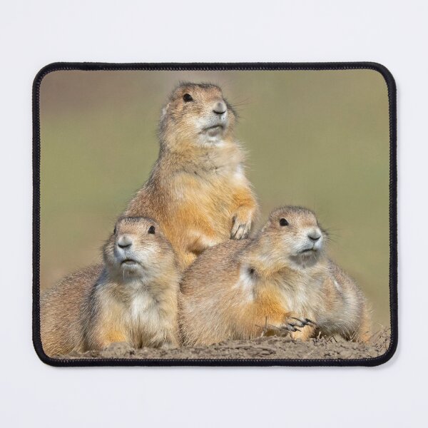Item preview, Three Black-Tailed Prairie Dogs at Theodore Roosevelt NP designed and sold by TheCurators.