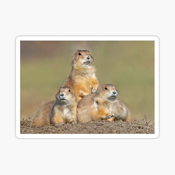 Item preview, Three Black-Tailed Prairie Dogs at Theodore Roosevelt NP designed and sold by TheCurators.