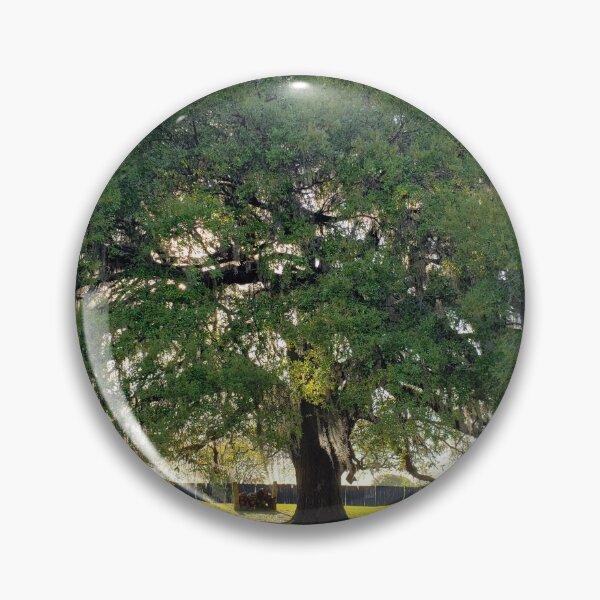 Item preview, Majestic Granddaddy Oak tree in Ocala, Florida. designed and sold by ZCS2014.