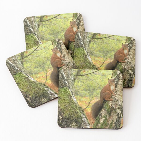 Item preview, Red Squirrel designed and sold by Macrae images.