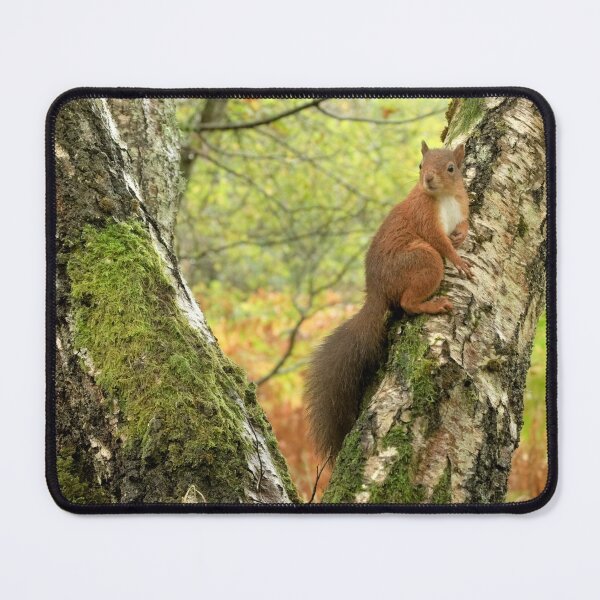 Item preview, Red Squirrel designed and sold by Macrae images.