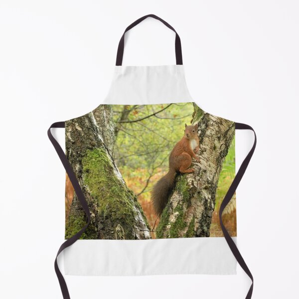 Item preview, Red Squirrel designed and sold by Macrae images.