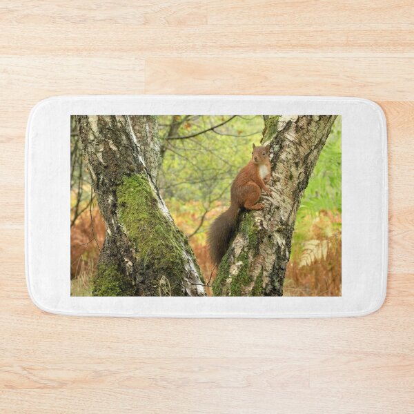 Item preview, Red Squirrel designed and sold by Macrae images.