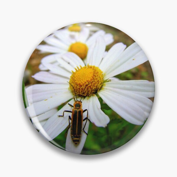 Item preview, Marguerite Daisies and a Margined Leatherwing  designed and sold by Jean Gregory Evans.