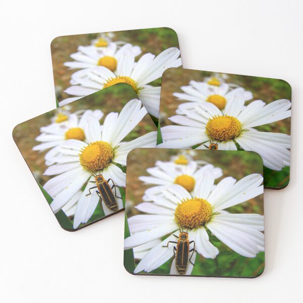 Item preview, Marguerite Daisies and a Margined Leatherwing  designed and sold by Jean Gregory Evans.