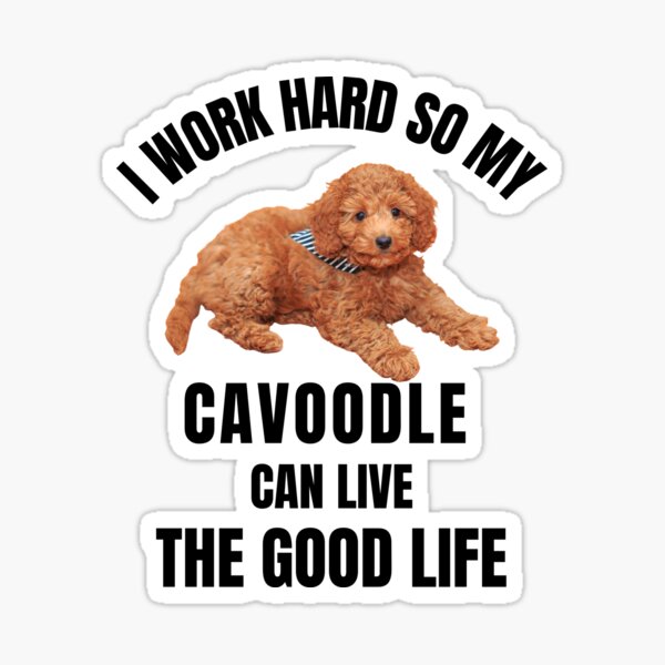 Item preview,  I work hard So my Cavoodle can live the good life designed and sold by Artystico  ⭐⭐⭐⭐⭐.