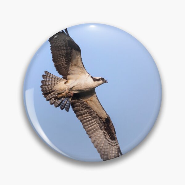 Item preview, Osprey 2021-6 designed and sold by Thomasyoung.