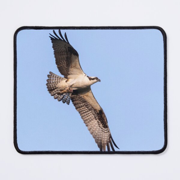 Item preview, Osprey 2021-6 designed and sold by Thomasyoung.
