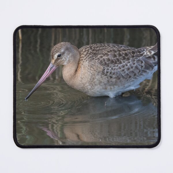 Item preview, Black Tailed Godwit designed and sold by LaurenTucker.