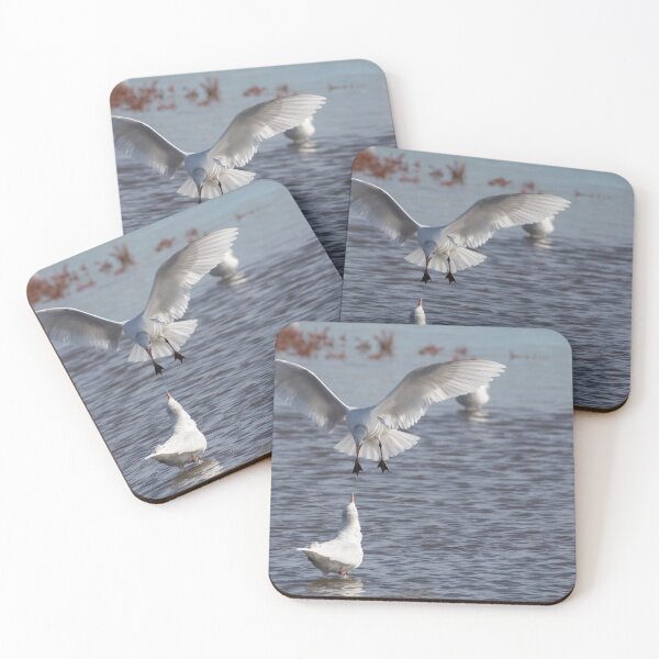 Item preview, Mediterranean Gull designed and sold by LaurenTucker.
