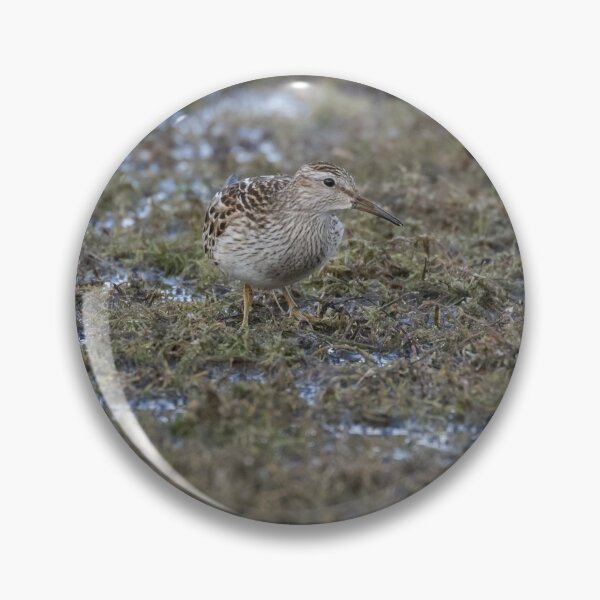 Item preview, Pectoral Sandpiper designed and sold by LaurenTucker.