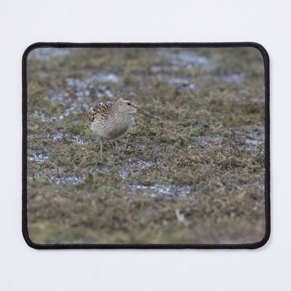 Item preview, Pectoral Sandpiper designed and sold by LaurenTucker.