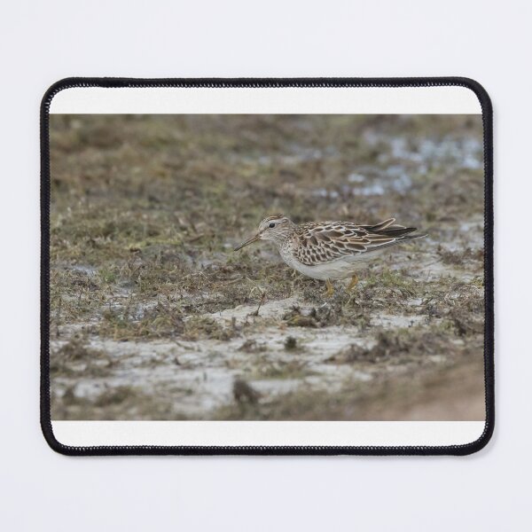 Item preview, Pectoral Sandpiper designed and sold by LaurenTucker.