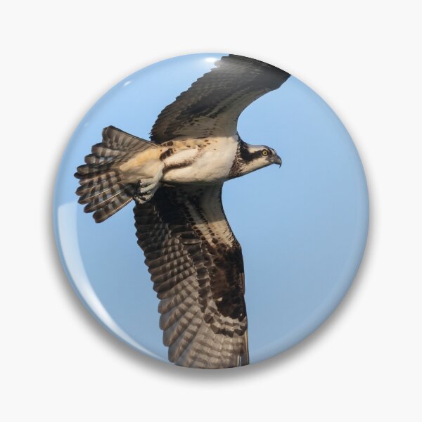 Item preview, Osprey 2021-7 designed and sold by Thomasyoung.