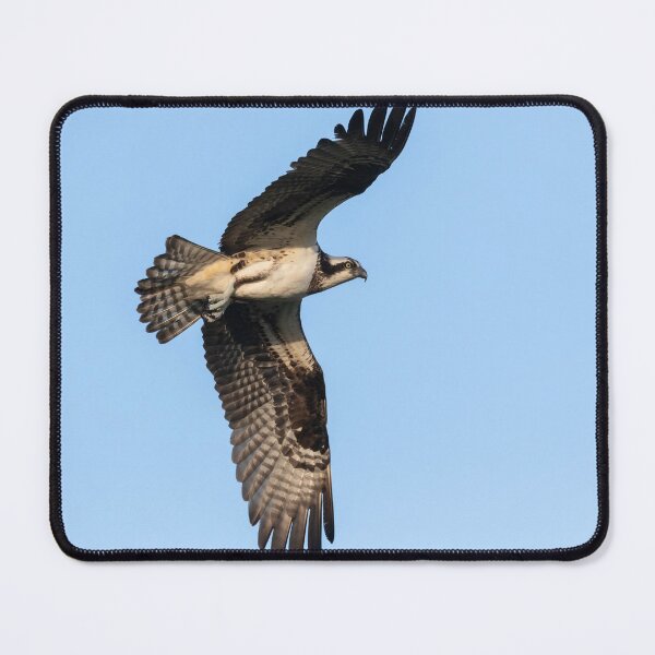 Item preview, Osprey 2021-7 designed and sold by Thomasyoung.