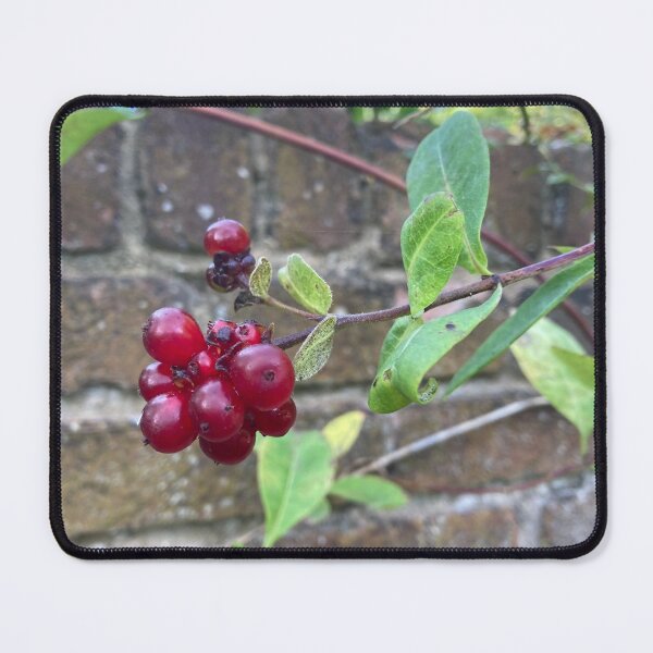 Item preview, Glossy Red Berries In a Walled Garden Photograph designed and sold by OByD.