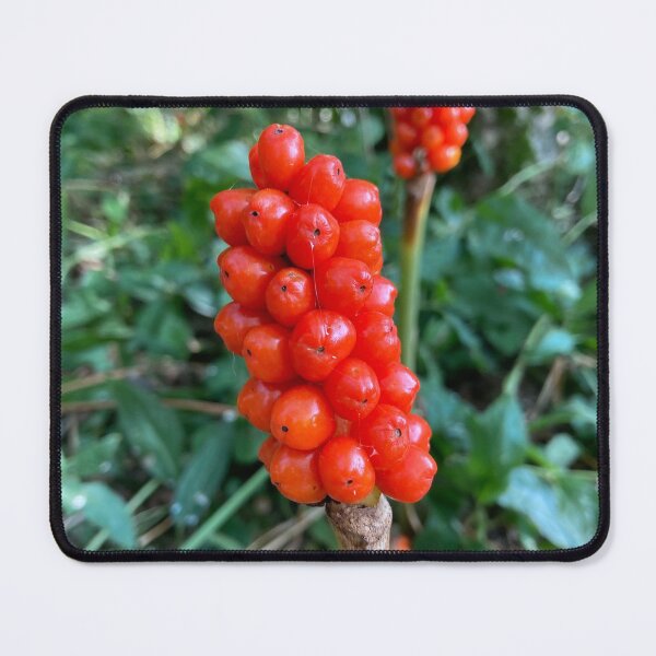 Item preview, Arum Italicum designed and sold by OByD.