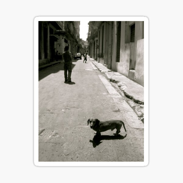 Street Dog Sticker