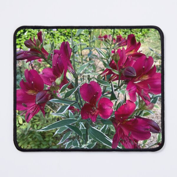 Item preview, Alstromeria Dark Pink Peruvian Lily Photography designed and sold by OByD.