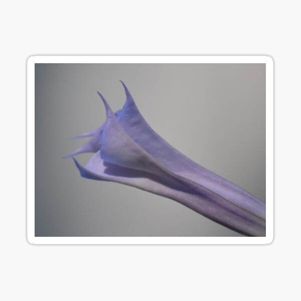 Item preview, Datura Stramonium closing designed and sold by Tonia Delozier's Photography .