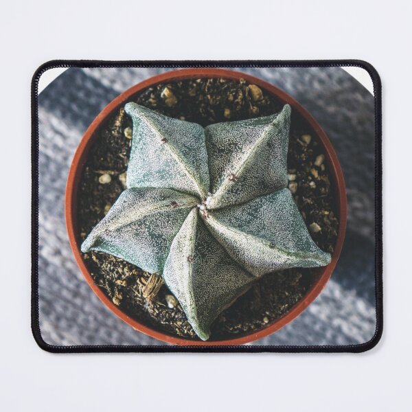 Item preview, Astrophytum myriostigma a.k.a bishops cap cactus designed and sold by Robtography.