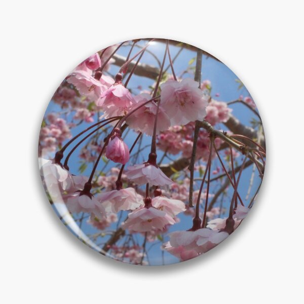 Item preview, Pastel Pink Sakura Cherry Blossoms Under Clear Blue Skies designed and sold by citrusapple.