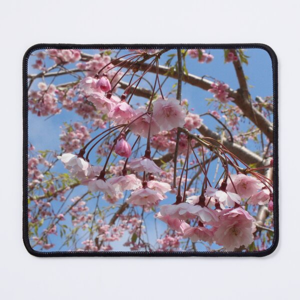 Item preview, Pastel Pink Sakura Cherry Blossoms Under Clear Blue Skies designed and sold by citrusapple.