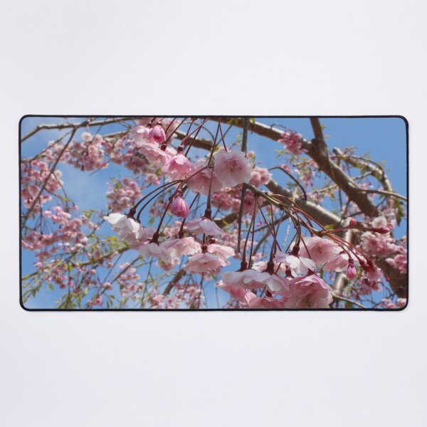 Item preview, Pastel Pink Sakura Cherry Blossoms Under Clear Blue Skies designed and sold by citrusapple.