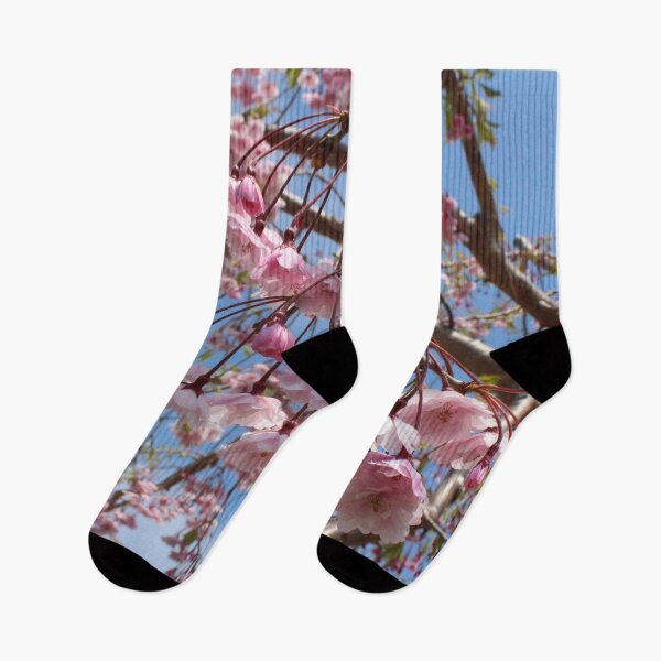 Item preview, Pastel Pink Sakura Cherry Blossoms Under Clear Blue Skies designed and sold by citrusapple.