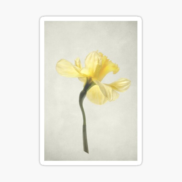 Daffodil Sticker