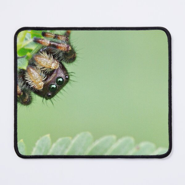 Item preview, Jumping Spider in the Corner designed and sold by Kayleigh Wilson.