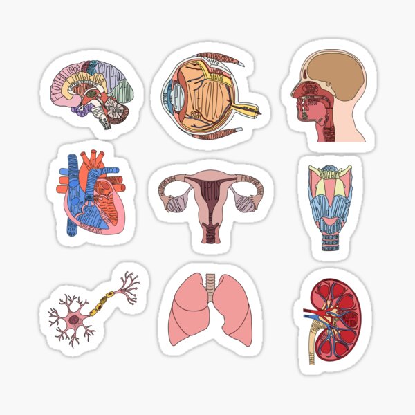 Labeled Anatomy Organs Pack Sticker