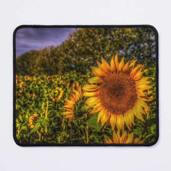 Item preview, Field of Sunflowers designed and sold by Connellphoto.