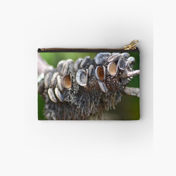Artikelvorschau, Banksia Seed Pod entworfen und verkauft von TheaShutterbug.