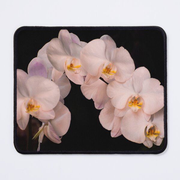 Item preview, White orchid designed and sold by Zina Stromberg.