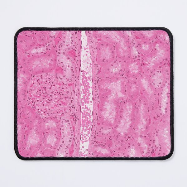 Item preview, Kidney Cortex designed and sold by Love Histology.