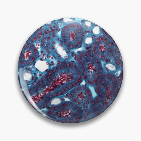 Item preview, Kidney ducts designed and sold by Love Histology.