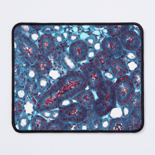 Item preview, Kidney ducts designed and sold by Love Histology.