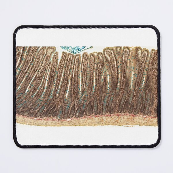 Item preview, Jejunum - Alcian Blue designed and sold by Love Histology.