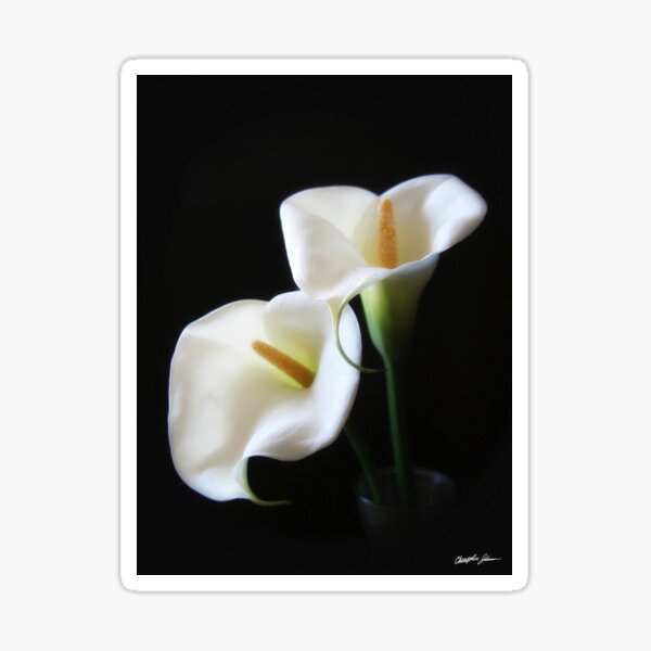 Elegant Calla Lily Flowers 13 Sticker