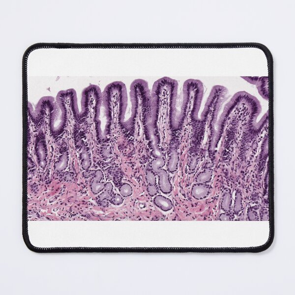 Item preview, Pyloric stomach designed and sold by Love Histology.