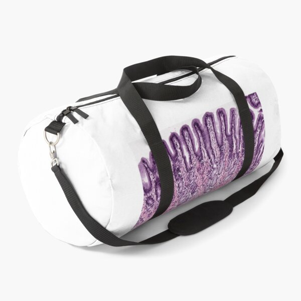 Item preview, Pyloric stomach designed and sold by Love Histology.