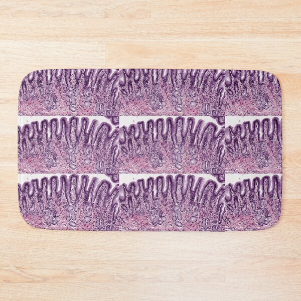 Item preview, Pyloric stomach designed and sold by Love Histology.