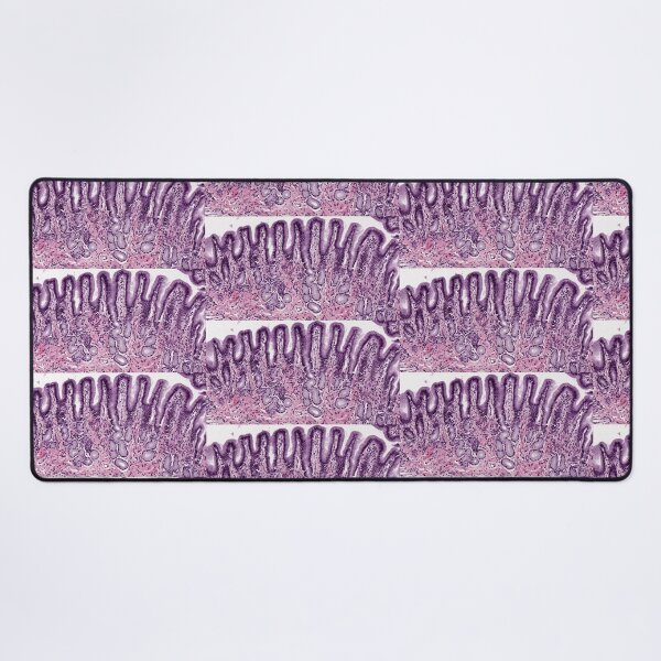 Item preview, Pyloric stomach designed and sold by Love Histology.